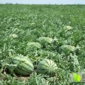 陕西大荔京欣西瓜种植基地价格低廉