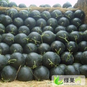 黑皮无籽价格