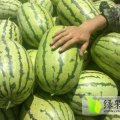 甘肃靖远供应硒砂瓜