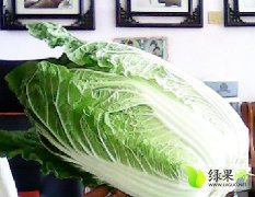 河北围场供应韩国黄心白菜：朝阳地刘永春