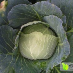 清苑有大量的平包和圆球甘蓝 量大质优