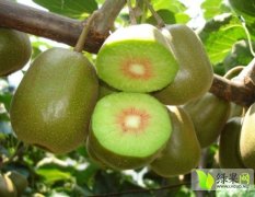 苍溪县红心猕猴桃品质优良，甘甜清香，营养丰富