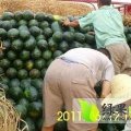 河南太康黑美人西瓜信息部