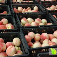 中国蜜桃之都蒙阴蜜桃7月初开始销售