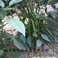 山东金乡县五万亩辣椒上市了