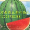 河南商丘李口西瓜熟啦！有京欣、冠龙系列