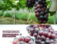 新疆博乐自家果园种植夏黑葡萄