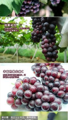 新疆博乐自家果园种植夏黑葡萄