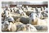 大量出售山羊和绵羊