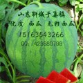 于集镇 万亩无公害西瓜上市