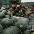 开封西瓜即将上市，欢迎新老客户前来收购！！！！