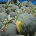 无籽西瓜大量上市 现在行情0.5左右一斤