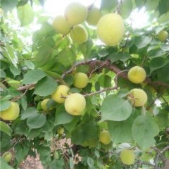 陕西大荔金寿杏上市