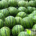 价格一落千丈的砀山西瓜