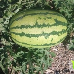 甘肃会宁砂田西瓜产销两旺