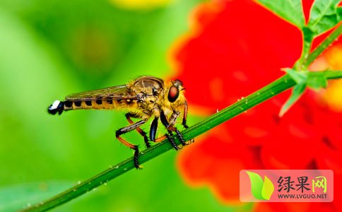 赤眼蜂技术防治害虫预计挽回玉米损失过百万