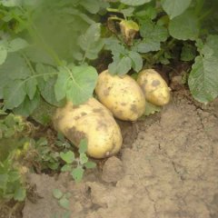 凌海市10万亩荷兰系列土豆