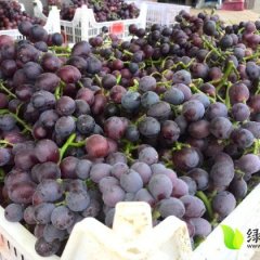 徐州纯正无核夏黑，香甜可口、粒大饱满