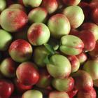 陕西油桃基地价格