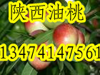 陕西油桃产地油桃价格
