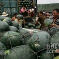 开封西瓜已大量上市