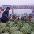 河南省开封汴梁西瓜低价上市！保证质量！欢迎选购！