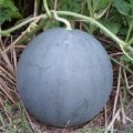 河南太康无籽西瓜大量上市
