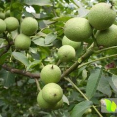 澄城核桃品质特别高，口感特别好，特别是8518