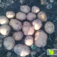 公主岭延薯四号土豆土豆质量好，大小均匀