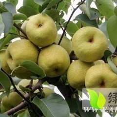 蒲城酥梨果形端正，个大质脆，色泽金黄，味甜