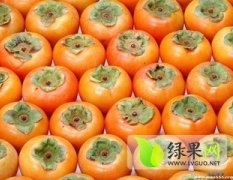 陕西日本甜柿子贡柿皮薄肉细 味甘而悠长