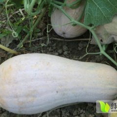 湖南南县早熟密本南瓜金韩密本南瓜火爆招商中