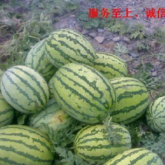 2014靖远西瓜抓住商机无限