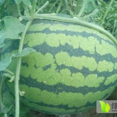 富裕西瓜品质优良,耐运输，甜度高，外观好