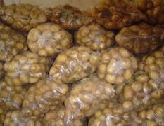 克山土豆果实均匀，品质高，营养丰富