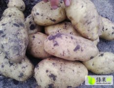 黑龙江荷兰七号土豆长势旺盛，薯形好，个大