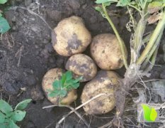 吉林土豆种植面积广，品质优，耐存储