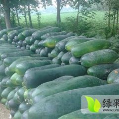 安徽亳州市优质子弹头黑冬瓜现已大量上市价格