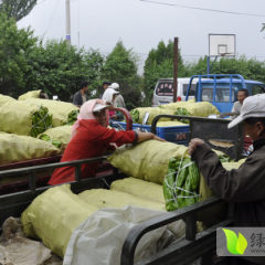 宁夏彭阳亨椒1号、青椒辣椒口感爽口