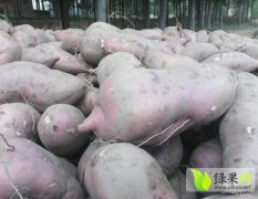 开封县红薯种植面积广，品质好