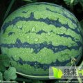 巴彦西瓜个头大，口感甜，花皮红瓤