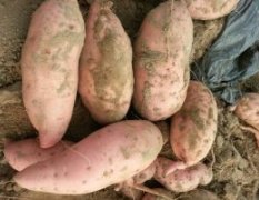 山东红薯种植基地大量供应红薯