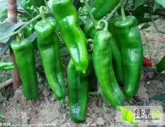 费县万亩辣椒已大量上市，质量优，品质好，价格低