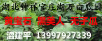 湖北钟祥官庄湖万亩西瓜大上市