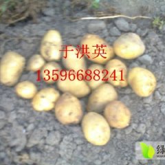 公主岭土豆芽眼浅，个大均匀，皮毛好