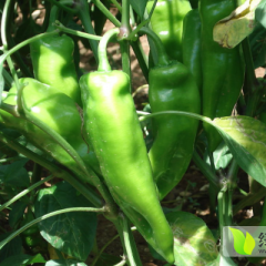 湖北省石首市有大量新鲜青椒和红椒出售 价格实惠