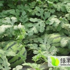 黑龙江西瓜个大，花皮红瓤，耐运输，不倒瓢