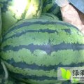 赤峰西瓜大量上市，欢迎全国各地客户采购