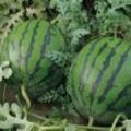 山西省出售西瓜甜瓜香瓜8月份上市提前订购