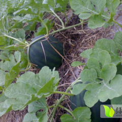 天台西瓜口感沙爽，个大皮薄，欢迎来采购